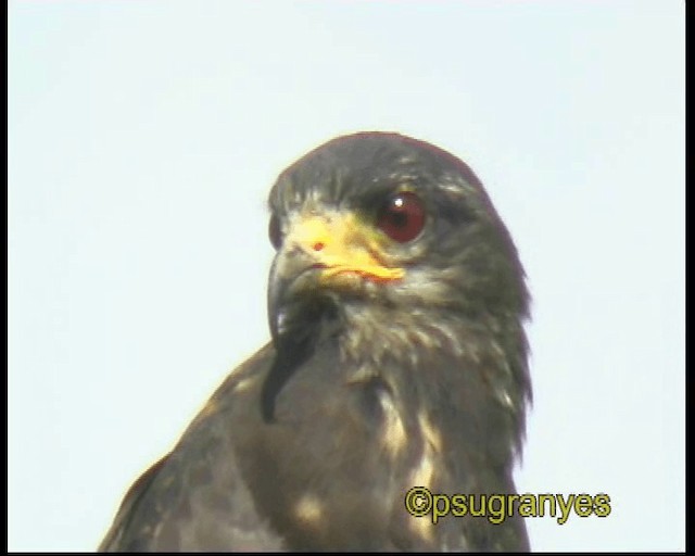 Snail Kite - ML201107431