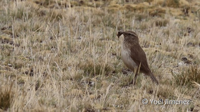 Streifenkehlcanastero - ML201107441