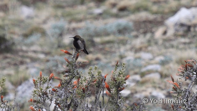 Colibri à plastron noir - ML201107471