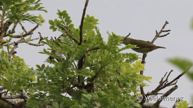 Golden-bellied Euphonia - ML201107551