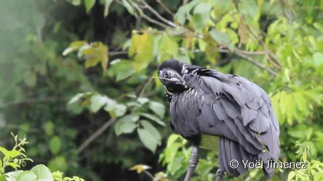 Horned Screamer - ML201107581