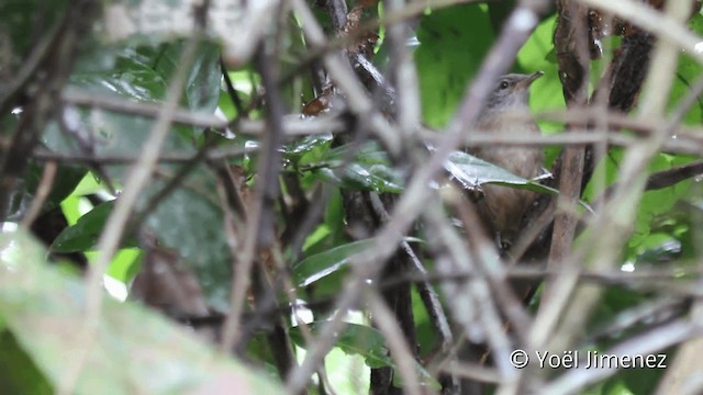 Buff-breasted Wren - ML201107601