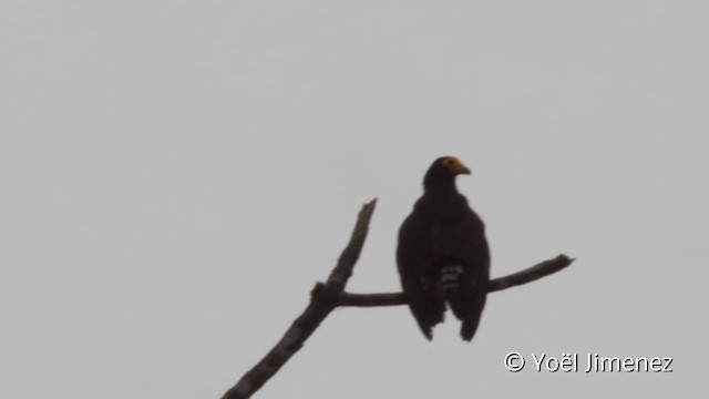 Black Caracara - ML201107611