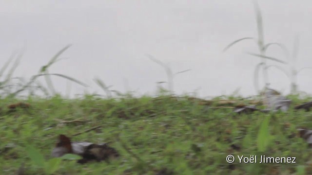 Hauxwell's Thrush - ML201107631