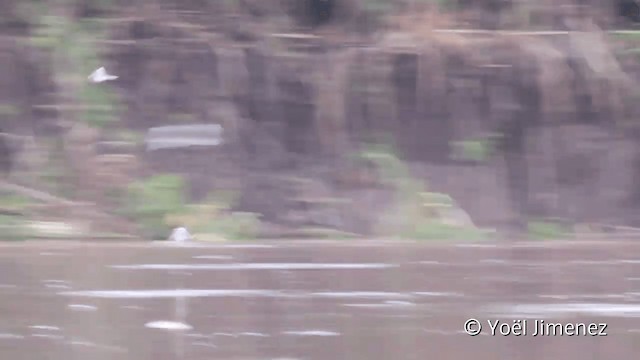 Sand-colored Nighthawk - ML201107651