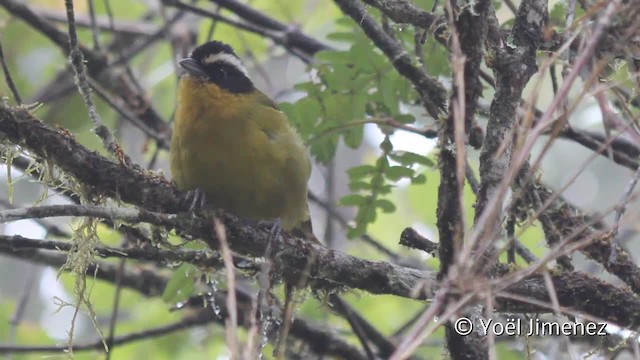 Зеленяр білобровий (підвид auricularis) - ML201107691