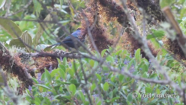 Yellow-scarfed Tanager - ML201107701