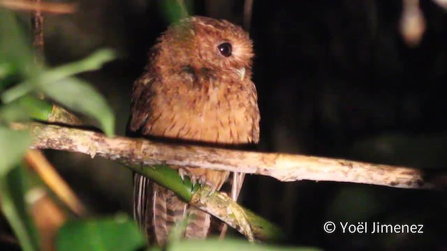 Cinnamon Screech-Owl - ML201107711