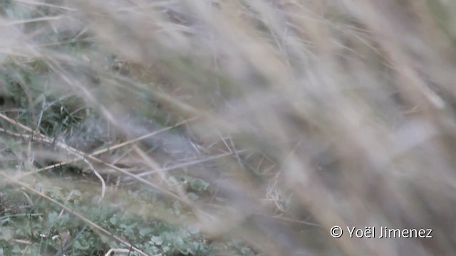 Râle noir (tuerosi) - ML201107721