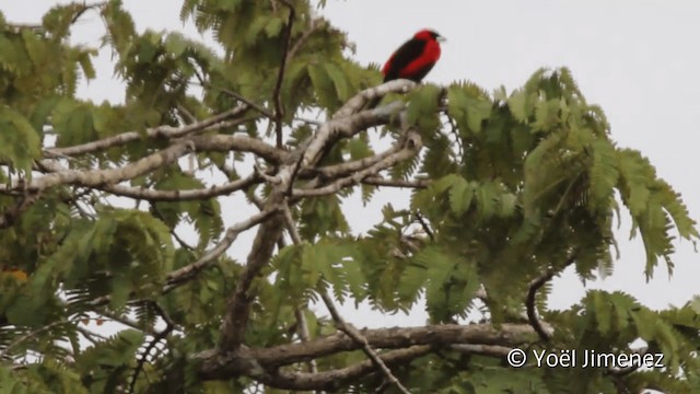 カオグロベニフウキンチョウ - ML201107741