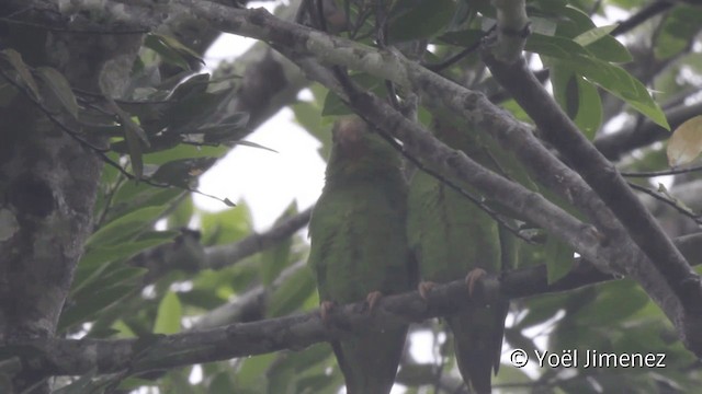 Cobalt-winged Parakeet - ML201107751