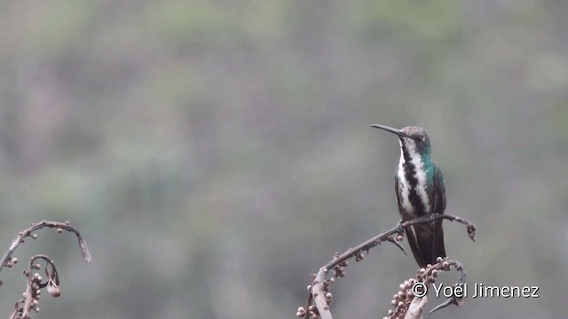 Black-throated Mango - ML201107791
