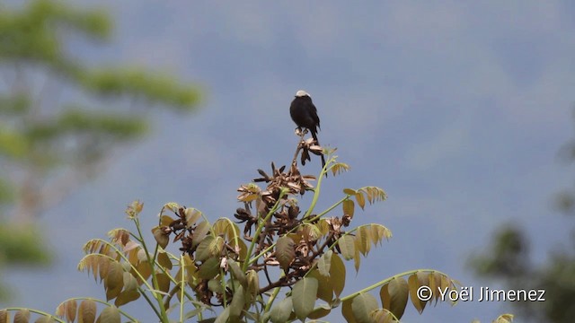 Uzun Kuyruklu Kara Tiran - ML201107831