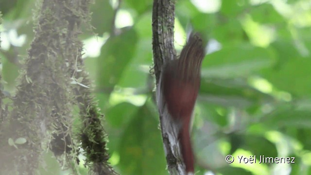 Elegant Woodcreeper - ML201107841