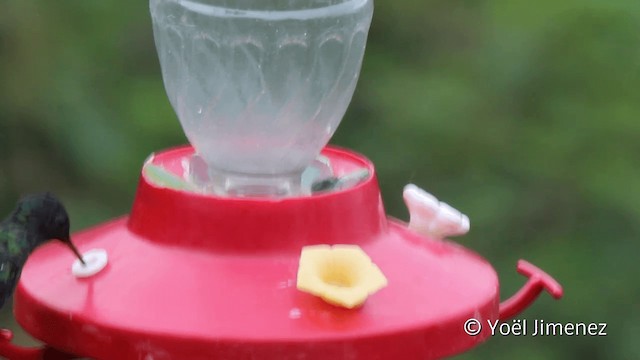 kolibřík šedoprsý - ML201107861