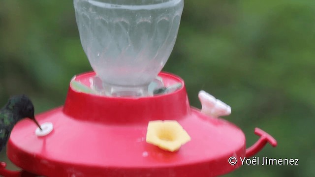 Gray-breasted Sabrewing - ML201107861