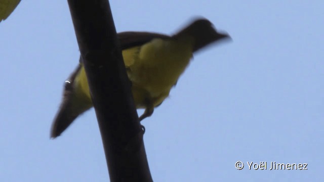 båtnebbtyrann (pitangua) - ML201107891