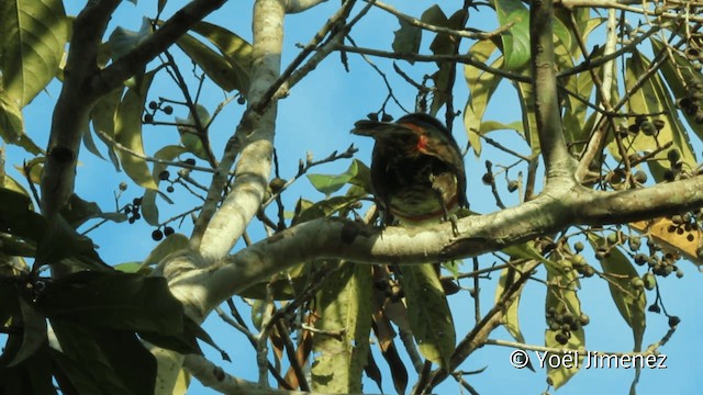 Chestnut-eared Aracari - ML201107921