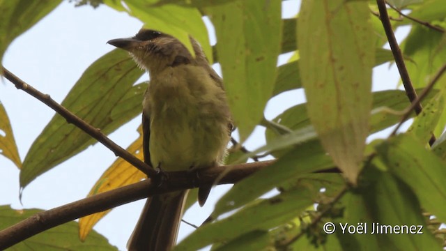 Golden-crowned Flycatcher - ML201107961