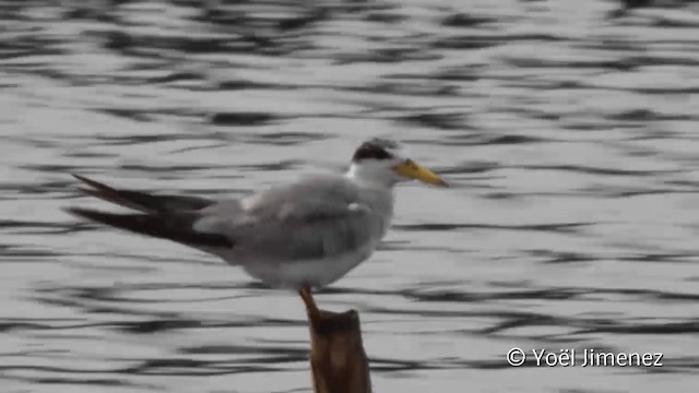 Yellow-billed Tern - ML201108001