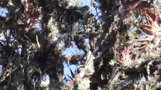 Smoky-brown Woodpecker - ML201108011