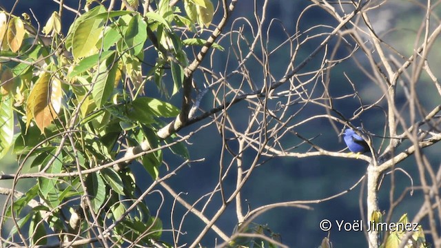 Purple Honeycreeper - ML201108051