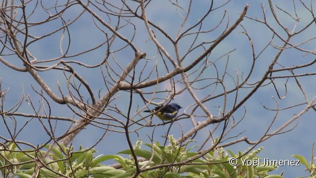 Turquoise Tanager - ML201108071