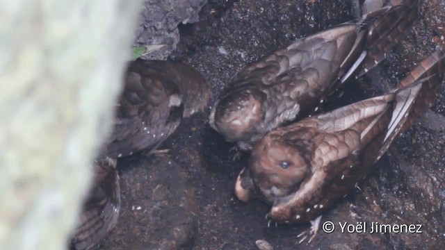 Oilbird - ML201108091