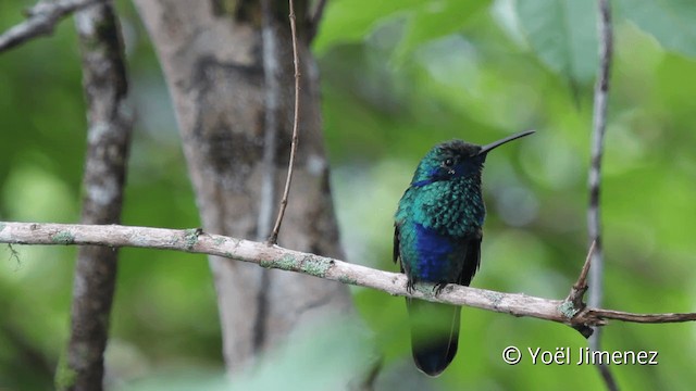 Sparkling Violetear - ML201108111