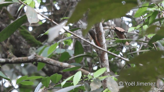 ヒメオニキバシリ（griseicapillus グループ） - ML201108121