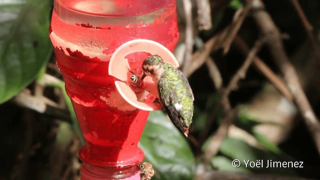 Colibrí Abejorro - ML201108131