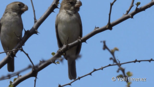 Sporophile perroquet - ML201108181