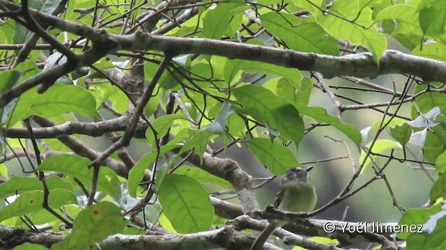 Marble-faced Bristle-Tyrant - ML201108251