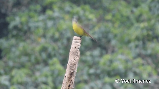 Graukappen-Maskentyrann - ML201108271