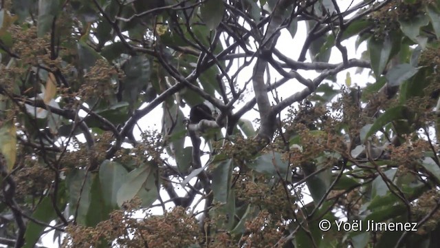 Golden-headed Manakin - ML201108281