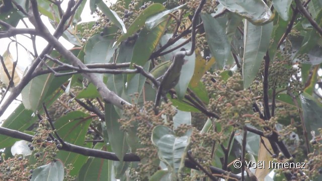 Habia bridé - ML201108301