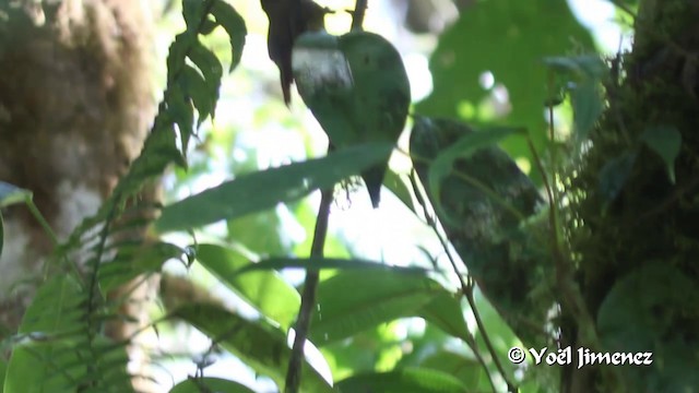 Ruddy Treerunner - ML201108311