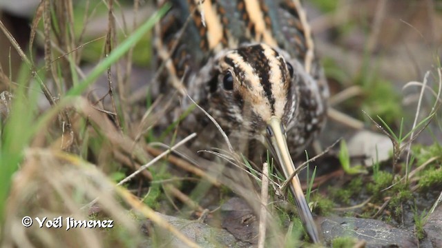 Jack Snipe - ML201108341