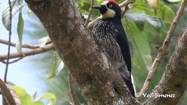 ドングリキツツキ（formicivorus グループ） - eBird