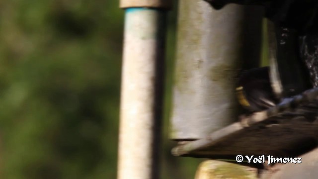 Yellow-bellied Siskin - ML201108391