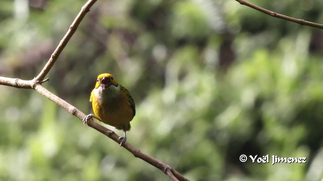 Gümüş Boyunlu Tangara - ML201108401