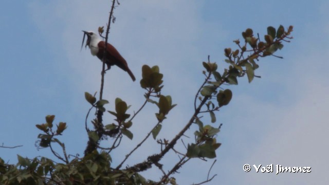 Three-wattled Bellbird - ML201108411