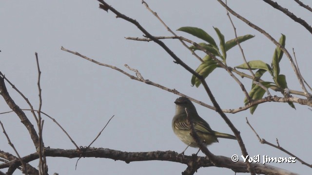 Mistletoe Tyrannulet - ML201108421