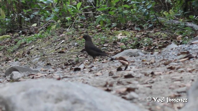 Sooty Thrush - ML201108461