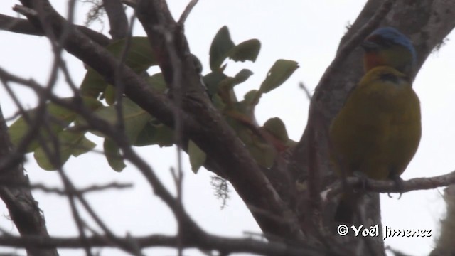 ルリゴシサンショクフウキンチョウ - ML201108471