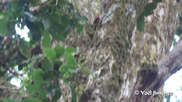 střízlík vysočinný - ML201108481