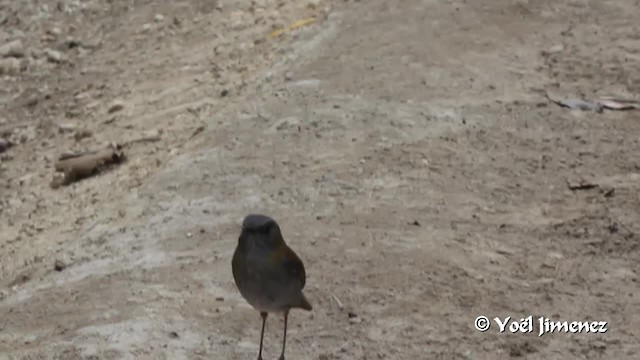 Black-billed Nightingale-Thrush - ML201108501