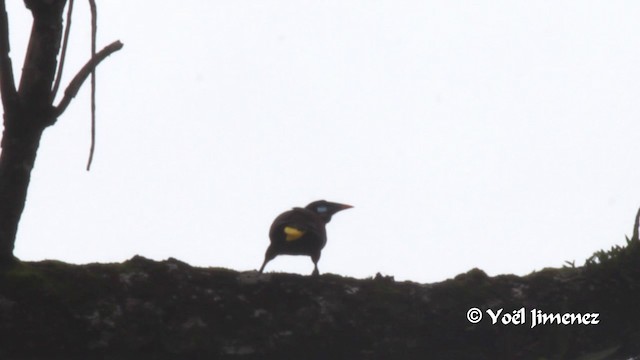 Montezuma Oropendola - ML201108521