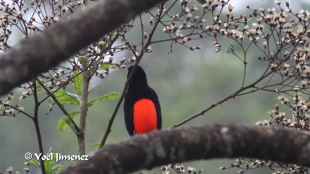 Scarlet-rumped Tanager (Passerini's) - ML201108561