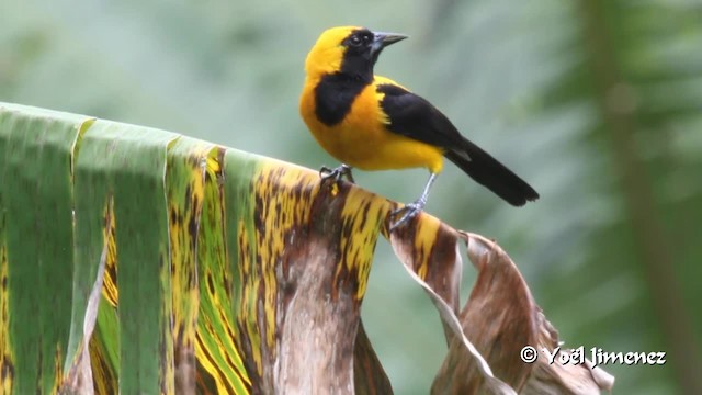 Yellow-backed Oriole - ML201108581